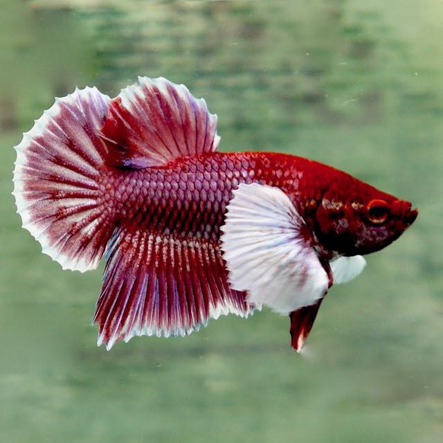 Elephant ear betta XL